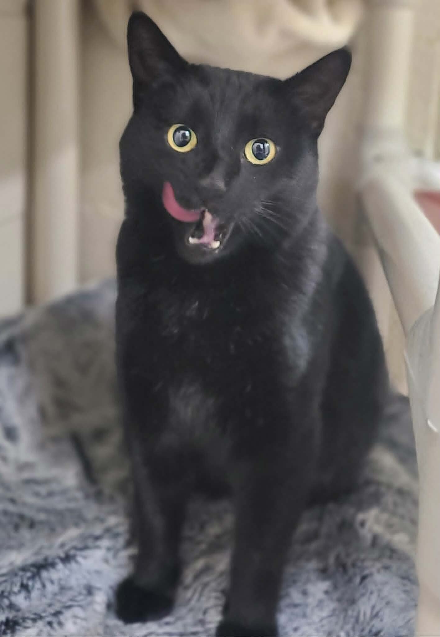 Picture of the Animal Listed